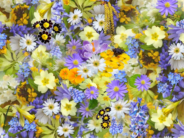 Bloemen Friesland 1