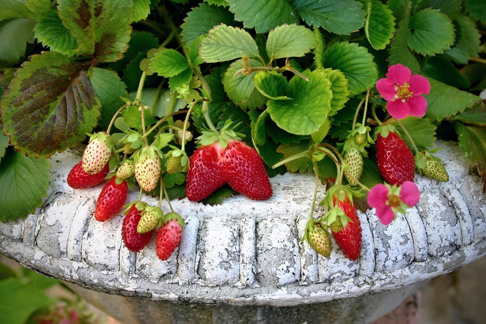 Aardbeienplant fruitstruik - Tuindorado