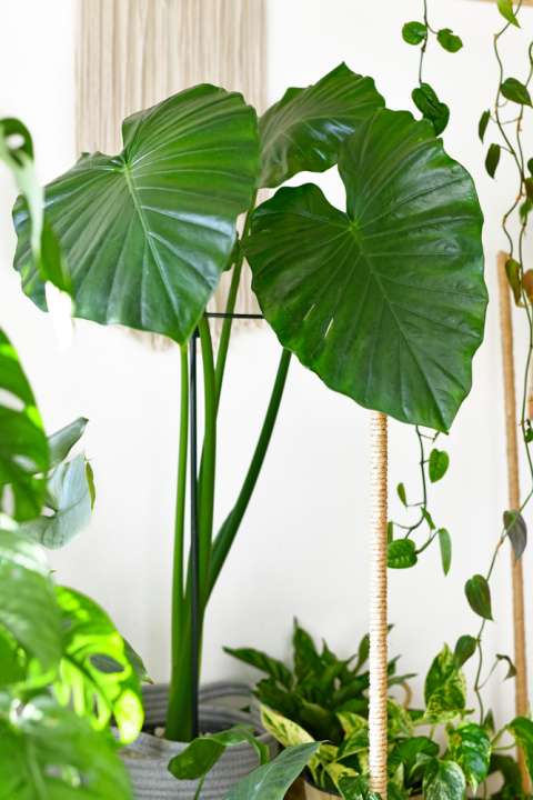 kamerplant: Alocasia Tuindorado