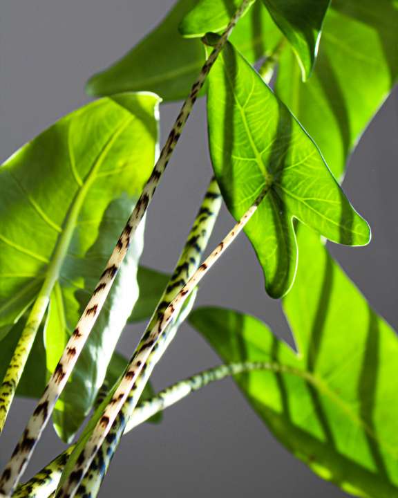 Alocasia Zebrina - Tuindorado