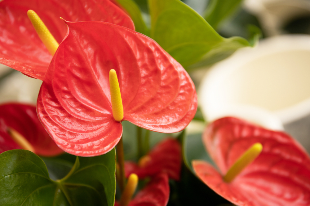 Anthurium - Tuindorado