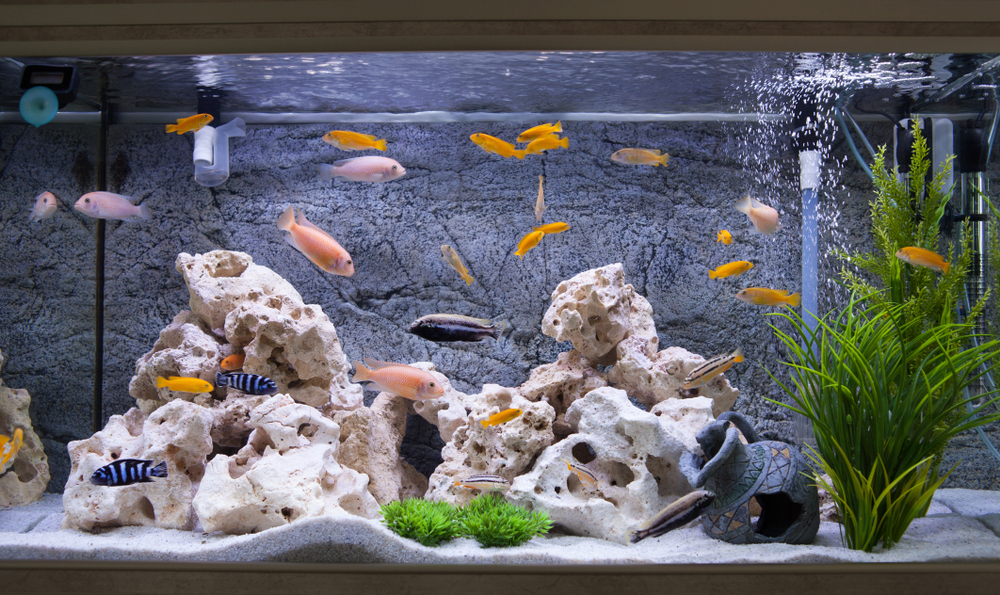 Aquarium kopen