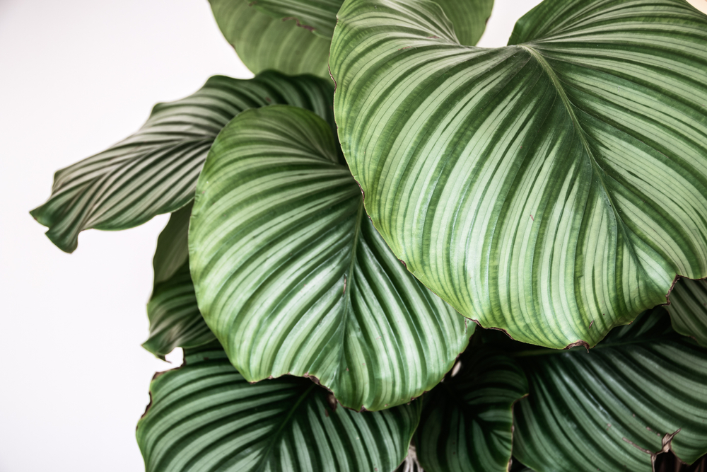 Calathea - Tuindorado