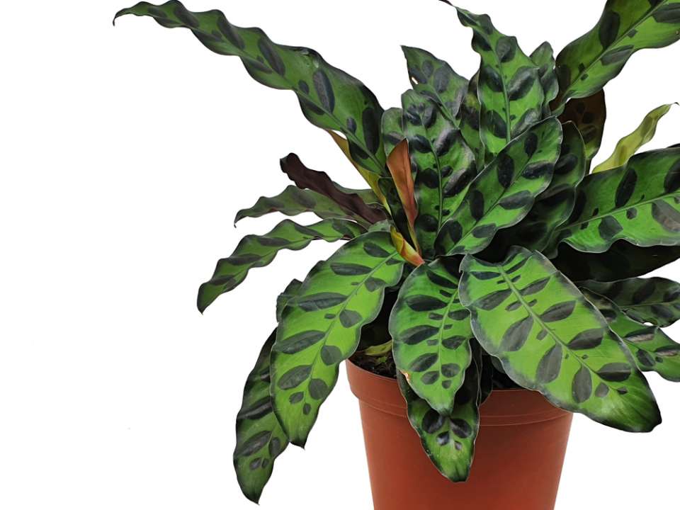 Calathea - Tuindorado