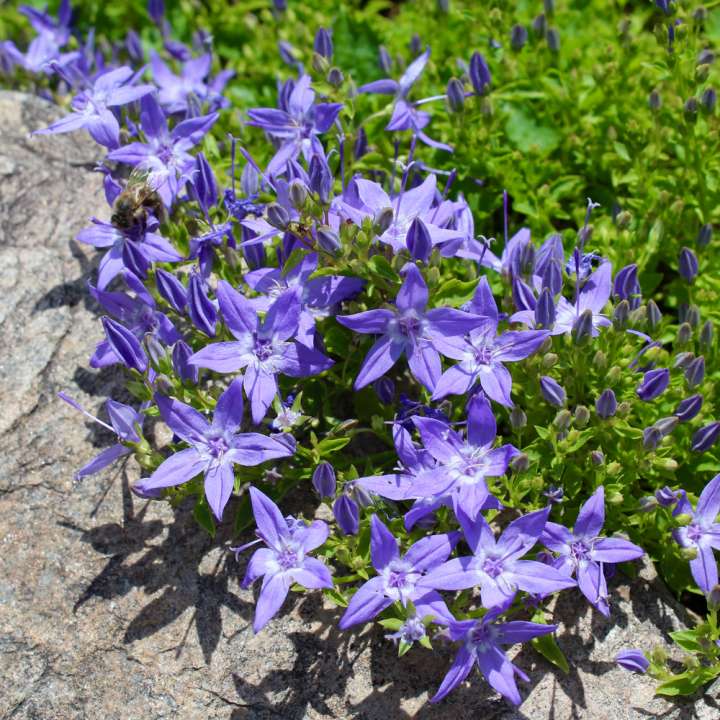 Campanula Klokjesbloem - Tuindorado