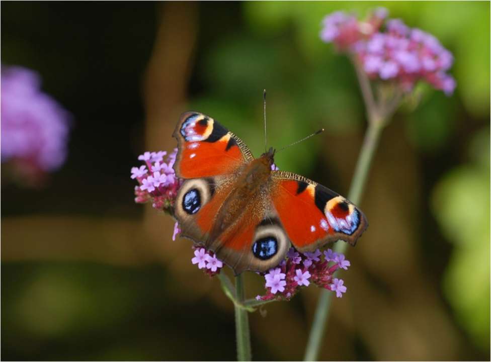 Dagpauwoog op Verbena