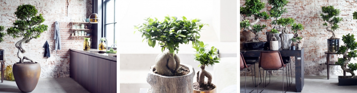 Ficus_Tuindorado