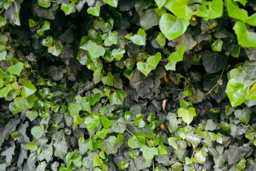Hedera klimop - Tuindorado