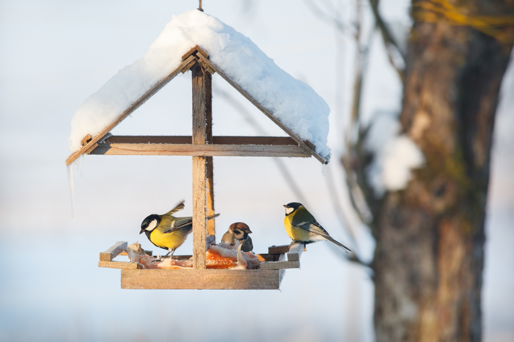Help vogels de winter door - Tuindorado