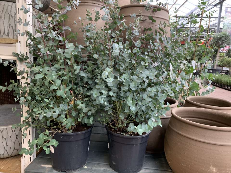 Mediterrane tuin ideeen - Tuindorado