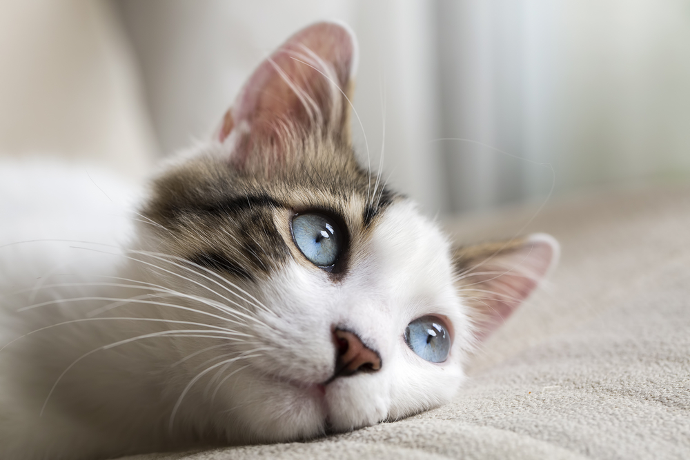 Katten verzorgings producten