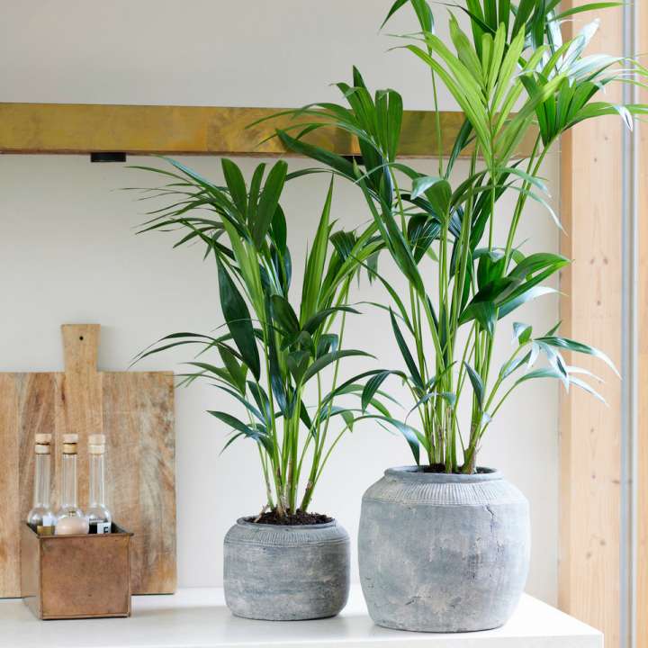 Kentia palm_Tuindorado