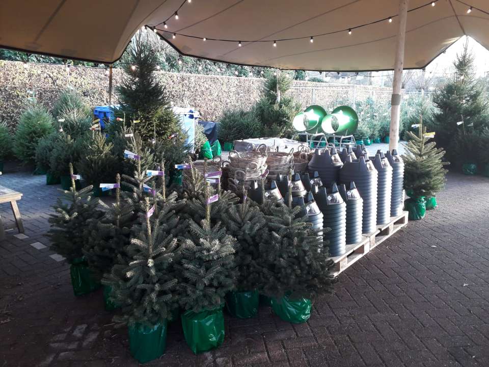 Kerstboom  - Tuindorado