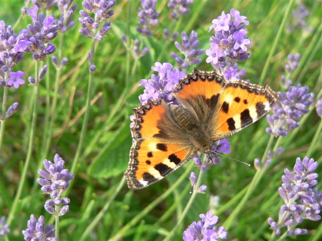 Kleine vos op lavendel