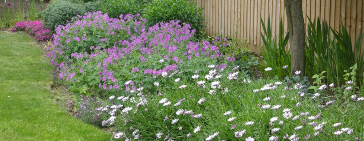 slim Praktisch Aanbod Bodembedekkers - Tuin - Tuindorado