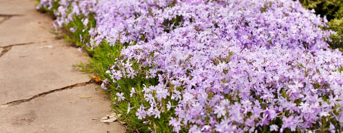 slim Praktisch Aanbod Bodembedekkers - Tuin - Tuindorado