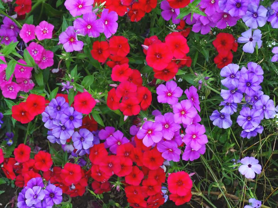 Phlox vlambloem - Tuindorado