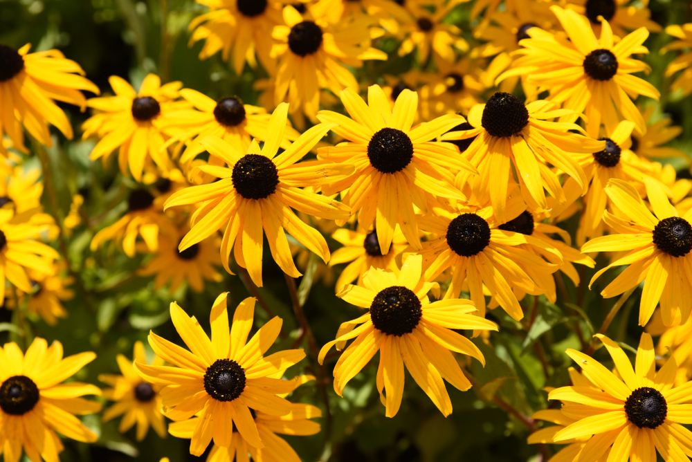 Rudbeckia Zonnehoed - Tuindorado