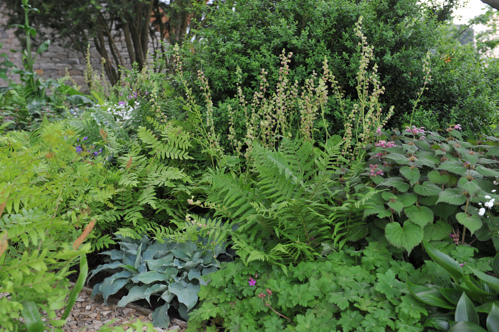 Schaduwplanten - Tuindorado