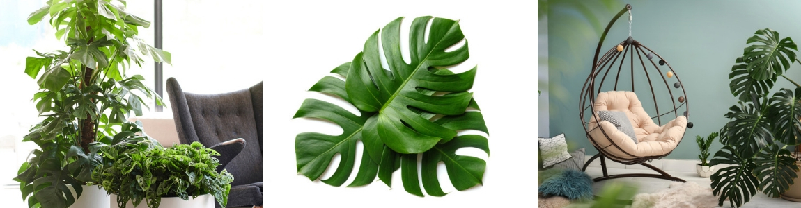 Tuindorado_Monstera