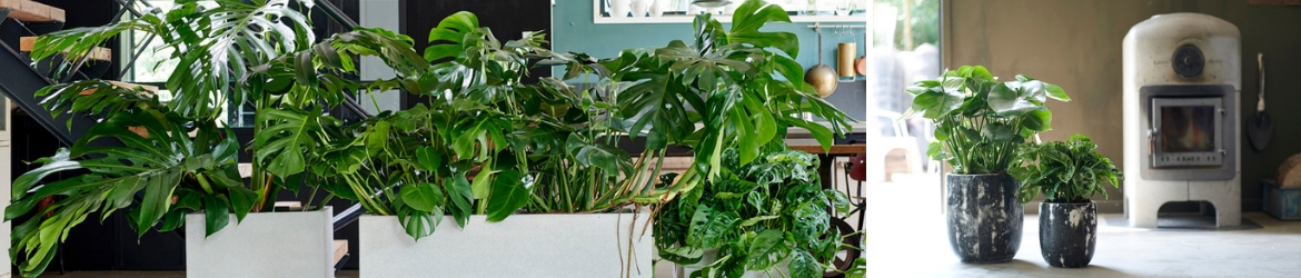 Monstera_Tuindorado