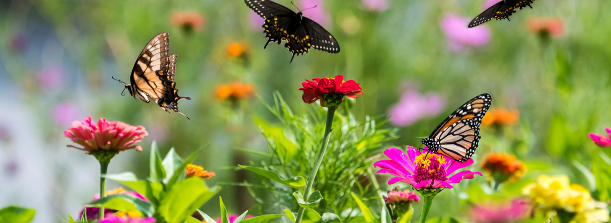 Vlindervriendelijke tuin - Tuindorado