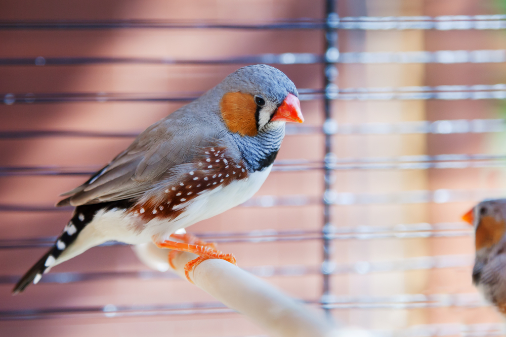 Bloeden kraam erosie Vogels - Dieren - Tuindorado