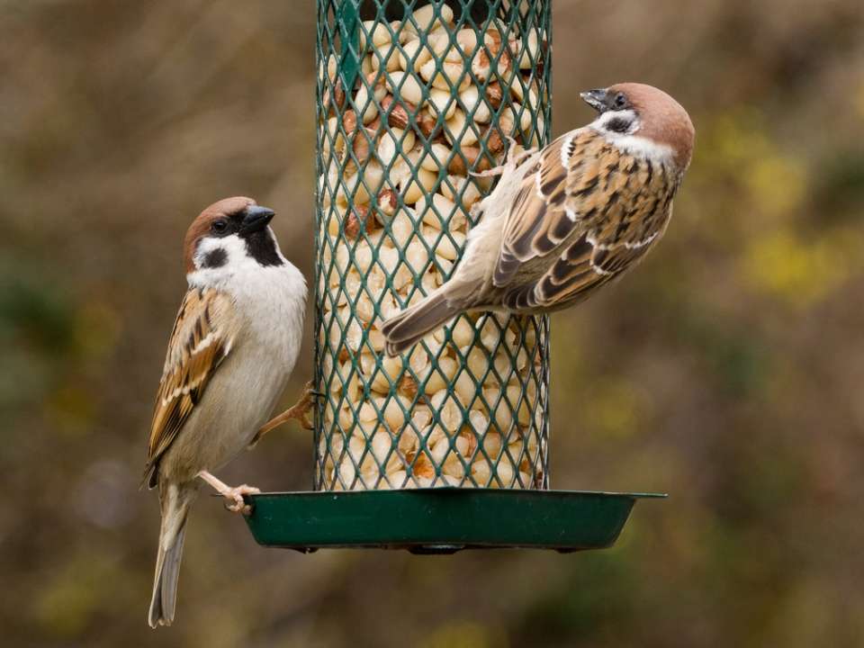 Vogelvoer Friesland