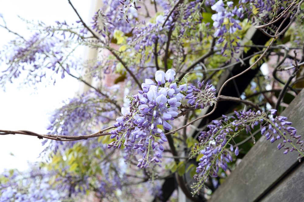 Wisteria blauwe regen - Tuindorado