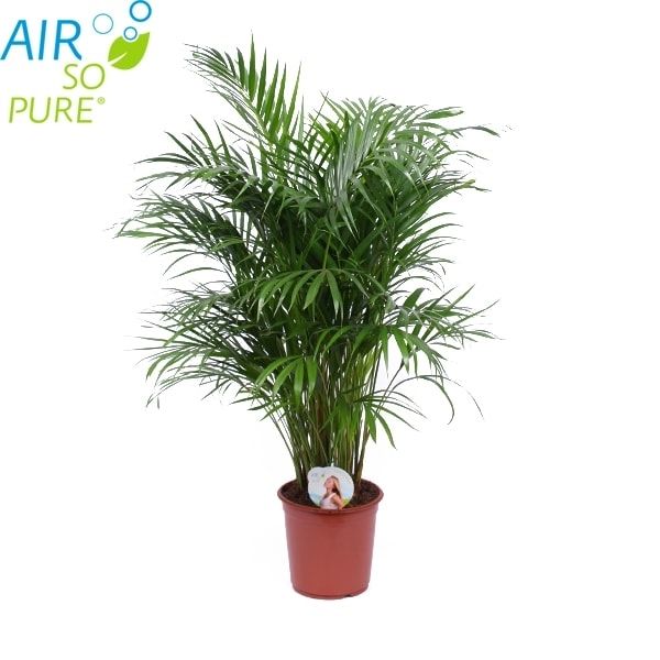 Kamerplant palm