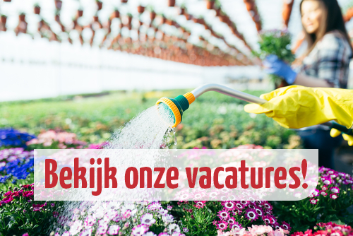 Bekijk onze vacatures