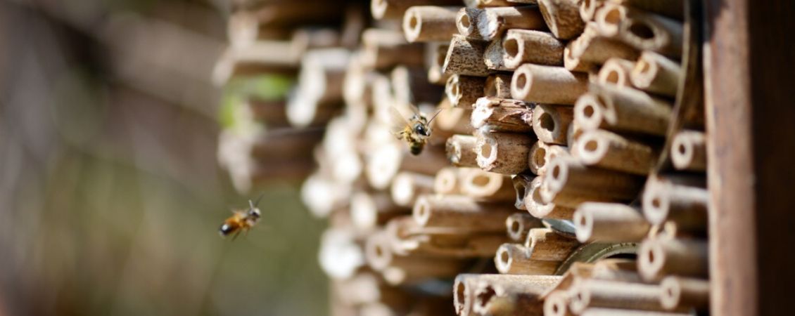 Biodiversiteit-producten-kopen-tuindorado