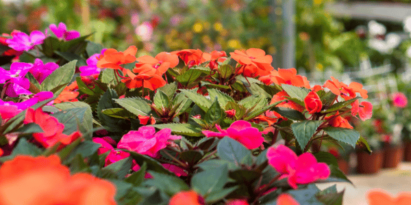 Bloemen Joure