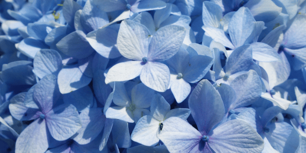 Bloemen Marum
