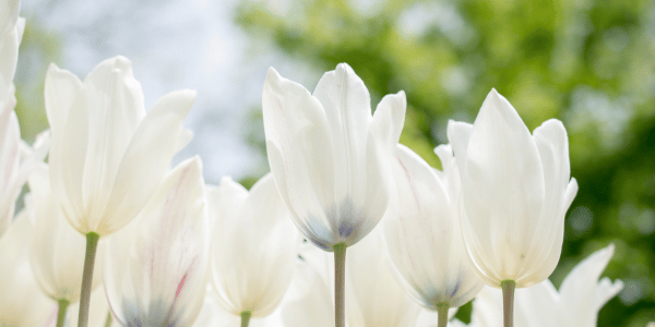 Bloemen Noordwolde