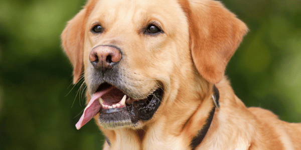 Dierenwinkel Joure - afbeelding van een hond