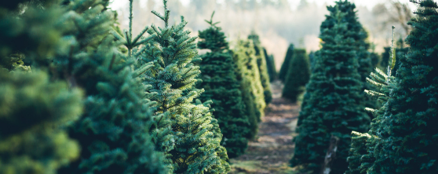 kerstbomen-kunstkerstbomen-leeuwarden-kopen