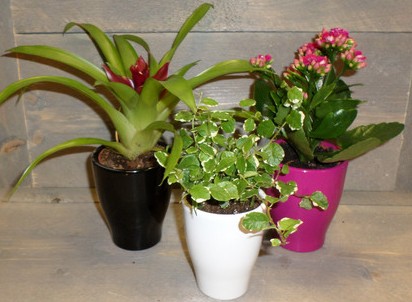een afbeelding van miniplantjes