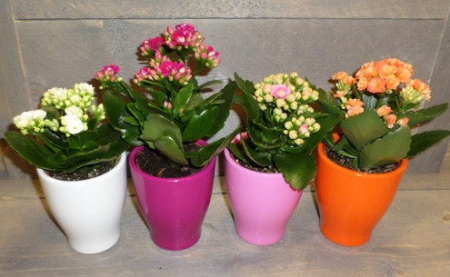 een afbeelding van miniplantjes
