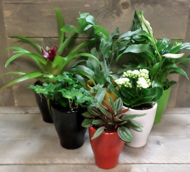 een afbeelding van miniplantjes