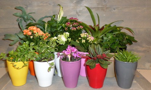 een afbeelding van miniplantjes