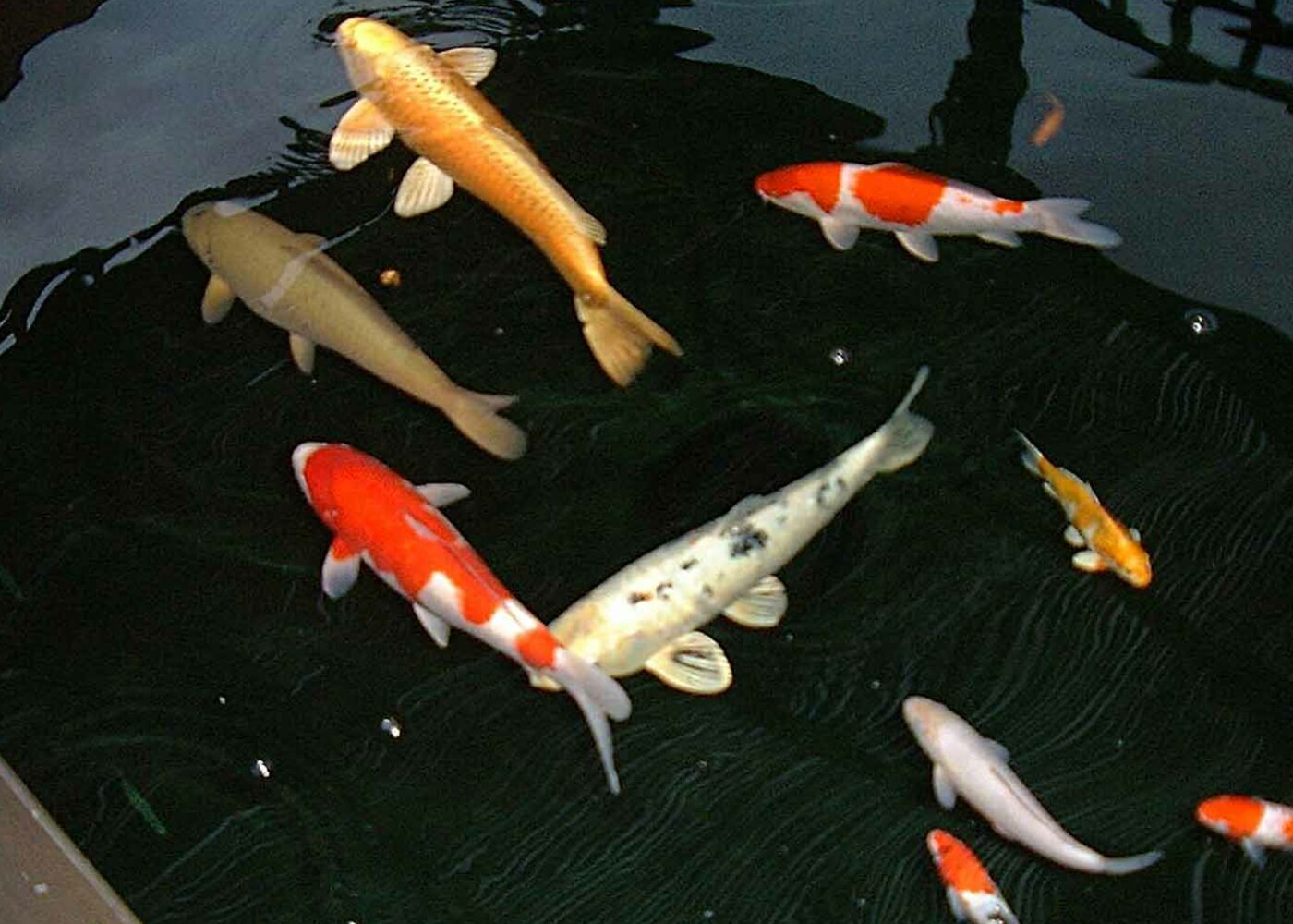 Uren turen naar de vissen in je aquarium