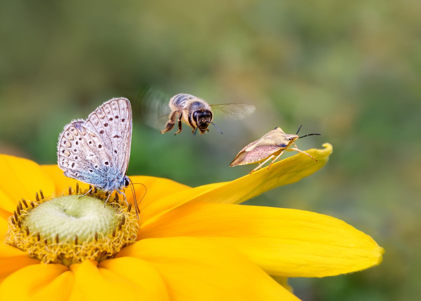Zorg voor evenwicht in jouw tuin!