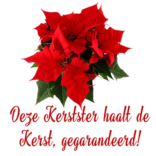 Een Kerstster van Tuindorado haalt gegarandeerd de Kerst! Een Kerstster van Tuindorado haalt gegarandeerd de Kerst!
