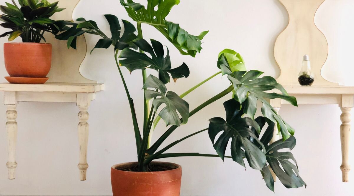 Grote kamerplanten