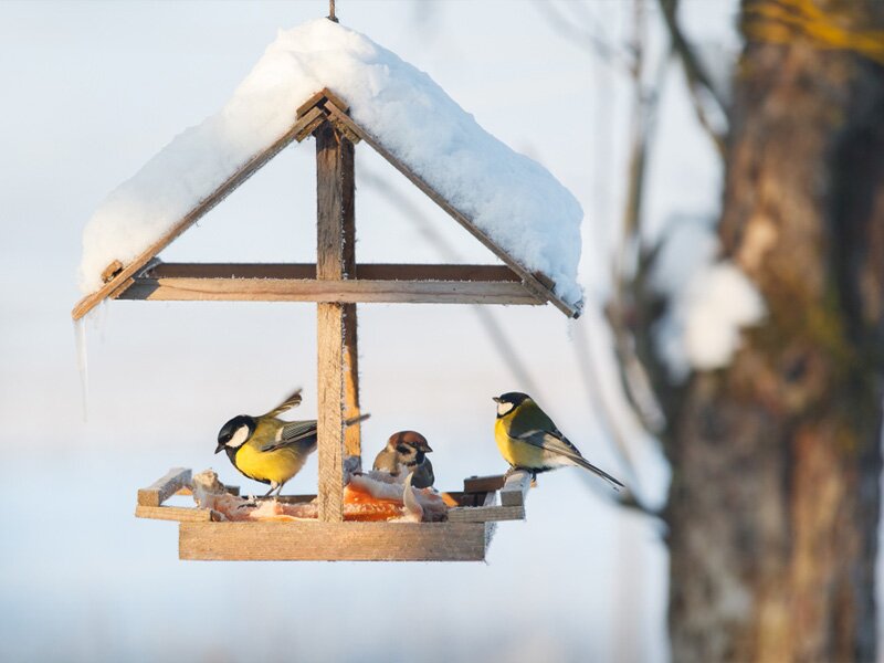 Help de vogels de winter door