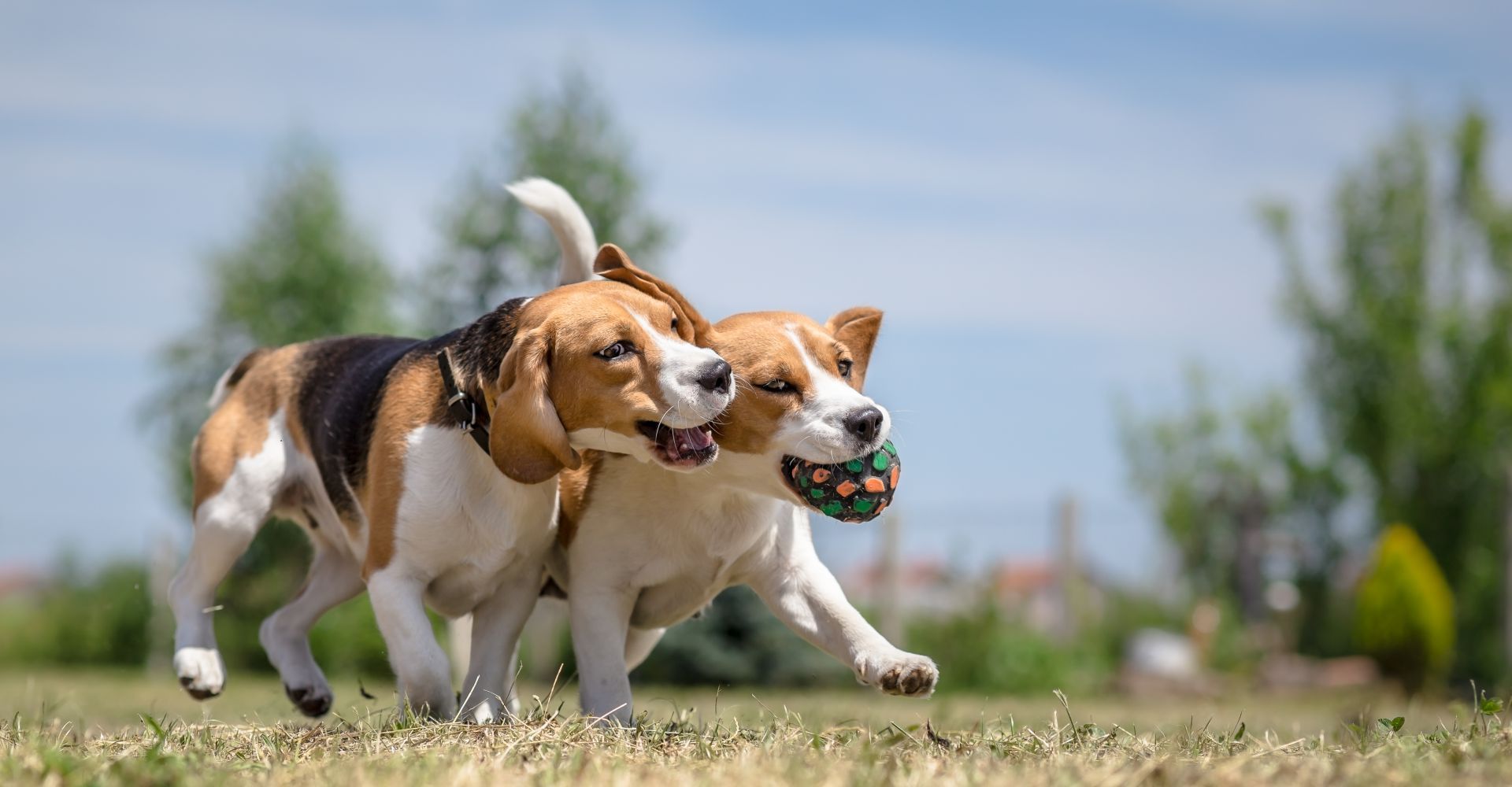 Alles wat je nodig hebt voor een blije hond!