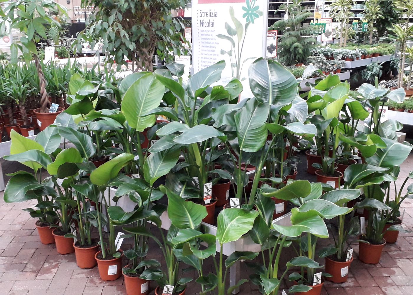 Grote kamerplanten en miniplantjes