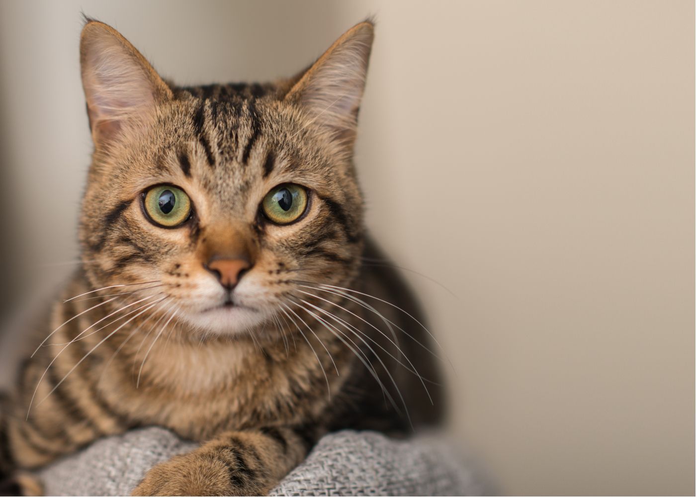 Alles wat je nodig hebt voor een blije kat!