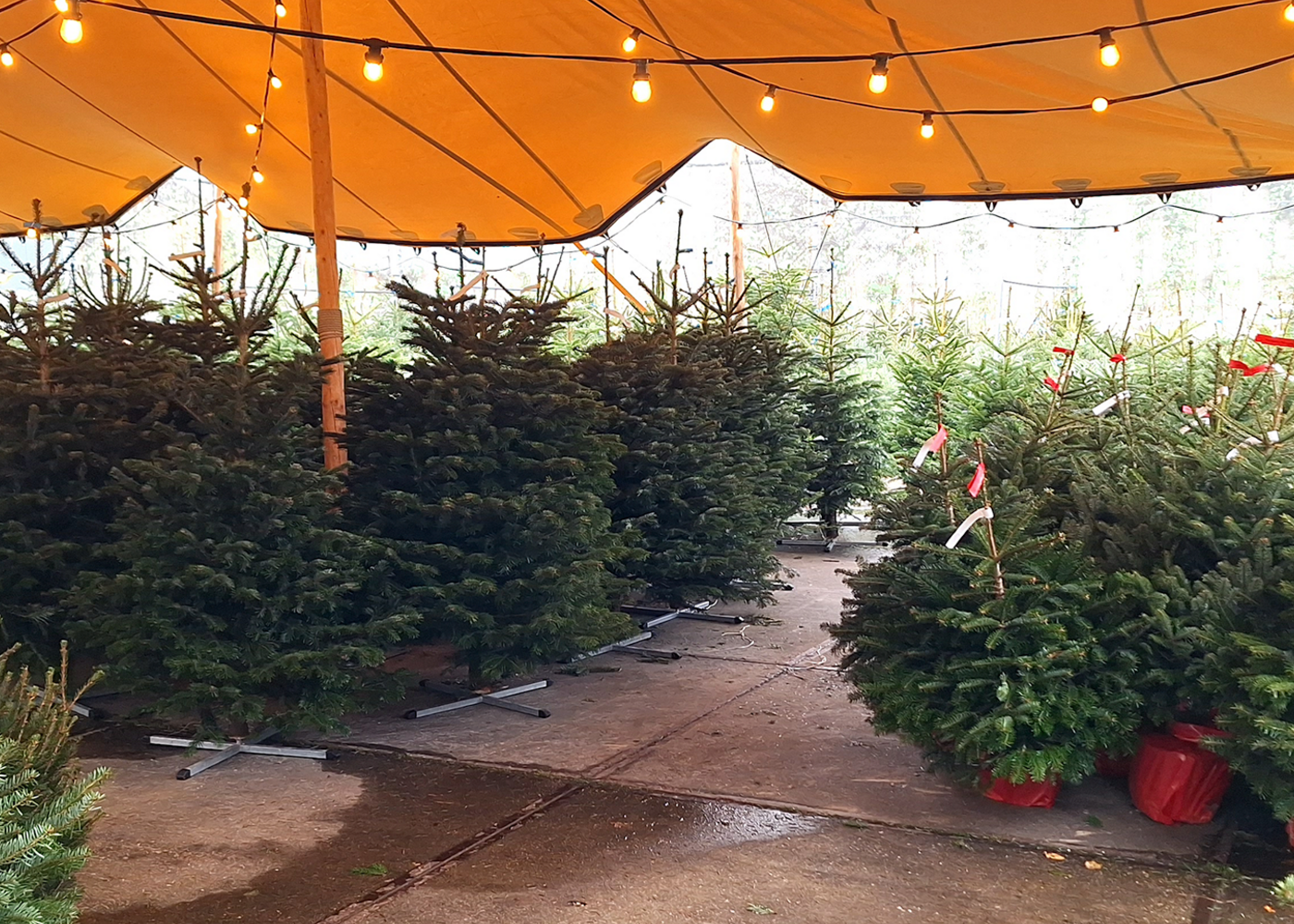Haal je kerstboom bij Tuindorado!